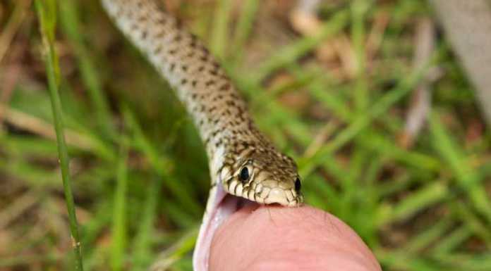 Snakebites: Two Tales of Two Cobras snakebites