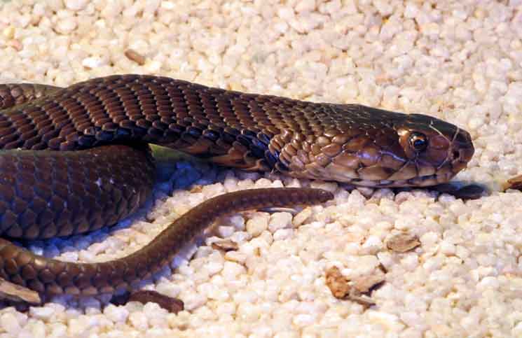 Is This The Fastest Snake In The World? – Cobras.org