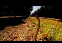 Is This The Fastest Snake In The World?