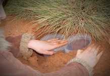 Is this the Most Social Skink Lizard on the Planet?