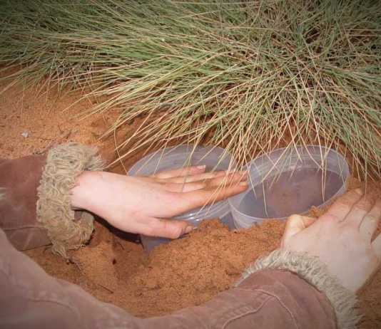 Is this the Most Social Skink Lizard on the Planet?