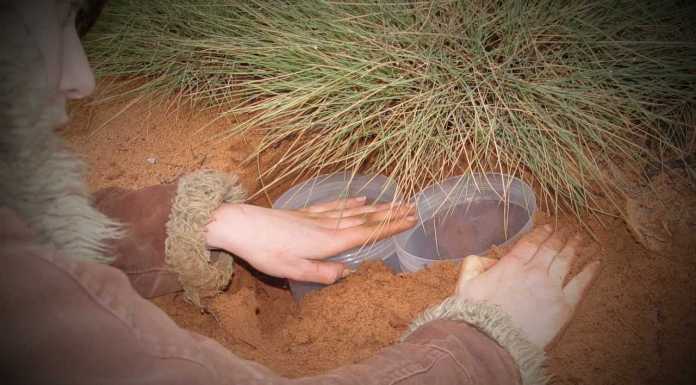 Is this the Most Social Skink Lizard on the Planet?