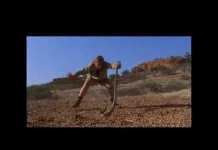 Catching a Taipan Snake