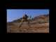 Catching a Taipan Snake