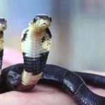 Amazing: Chinese Cobra with Two Heads