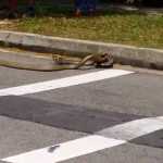 King Cobra vs Python: The Ultimate Battle