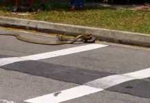 King Cobra vs Python: The Ultimate Battle