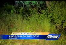 Snake Habitat: How far will a King Travel?