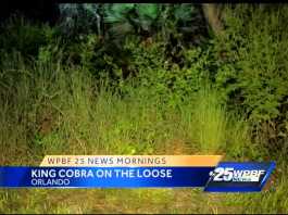 Snake Habitat: How far will a King Travel?