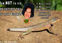 How NOT To Fix The Tail Of A Lizard lizard facts