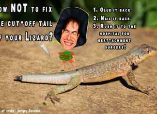 lizard facts