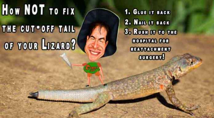 How NOT To Fix The Tail Of A Lizard lizard facts