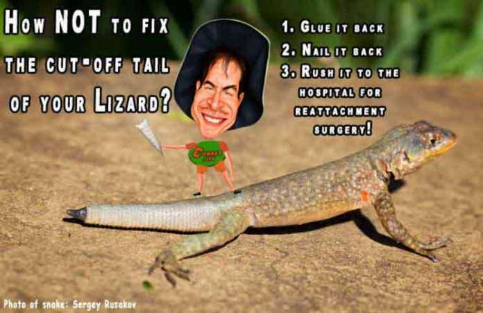 lizard facts