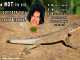 How NOT To Fix The Tail Of A Lizard lizard facts