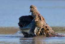 What Does A Crocodile Eat? What does a crocodile eat