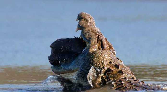 What Does A Crocodile Eat? What does a crocodile eat