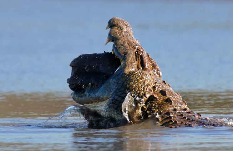 crocodiles eating fish