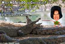 Cartoon: What NOT To Do When Meeting A Crocodile Crocodiles
