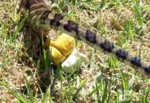 How Do Snakes Poop? And The Secrets Behind It