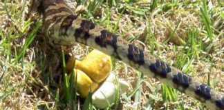 How Do Snakes Poop? And The Secrets Behind It