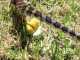 How Do Snakes Poop? And The Secrets Behind It