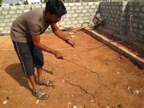 Rescuing a Spectacled Cobra