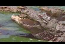 These Crocodiles Make Miracles Come True