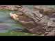 These Crocodiles Make Miracles Come True