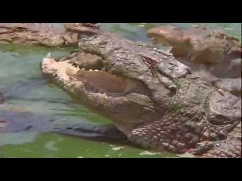 These Crocodiles Make Miracles Come True