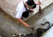 Watch: Scariest Snake Poop Cleaning Job