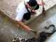 Watch: Scariest Snake Poop Cleaning Job