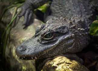 types of crocodiles