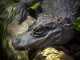 3 Types Of Crocodiles You Must See types of crocodiles