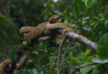 Snake Island: Scariest Place on Earth?