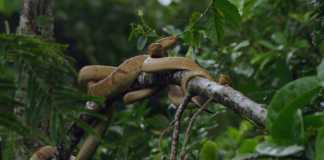 Snake Island: Scariest Place on Earth?