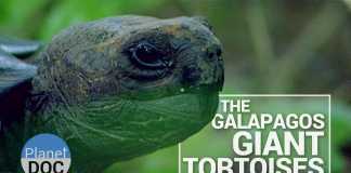 3 Amazing Turtle Species