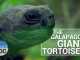 3 Amazing Turtle Species