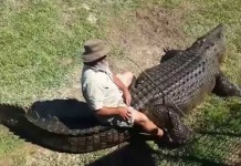Is This The Largest Crocodile On The Planet?