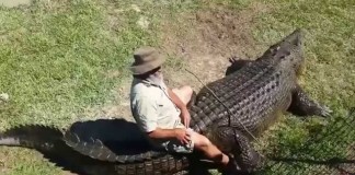 Is This The Largest Crocodile On The Planet?