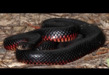 History of Snakes: How They Lost Their Legs