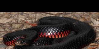 History of Snakes: How They Lost Their Legs