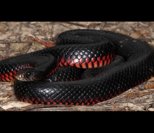 History of Snakes: How They Lost Their Legs