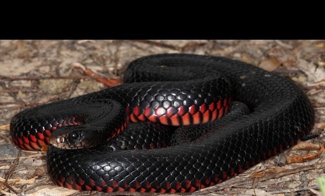 History of Snakes: How They Lost Their Legs