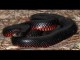 History of Snakes: How They Lost Their Legs