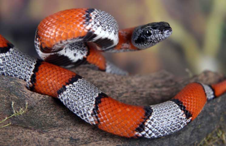 Florida Snakes
