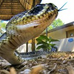 Famous Florida Snakes: Who’s Your Favorite?