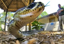 Famous Florida Snakes: Who’s Your Favorite?