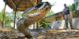 Famous Florida Snakes: Who’s Your Favorite?