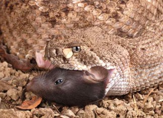 Rattlesnake