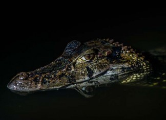 History of Crocodiles